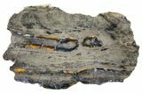 Mammoth Molar Slice With Case - South Carolina #130697-1